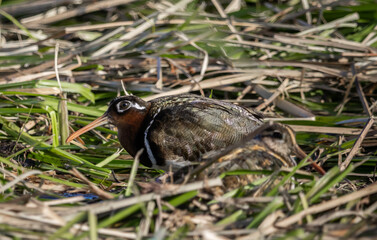 Greater painted-snipe On the ground in the field.