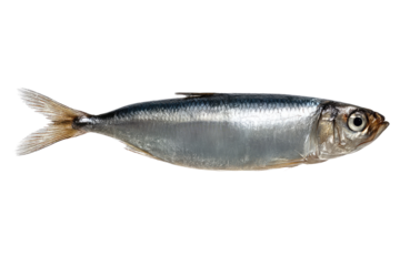 A single sardine fish with silver scales and a distinctive tail fin isolated on a black background on transparent background