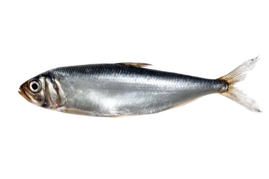 A single shiny silver fish with a forked tail on a black background in a studio setting close up view on transparent background