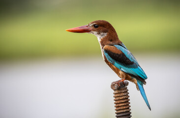 White-throated Kingfisher.