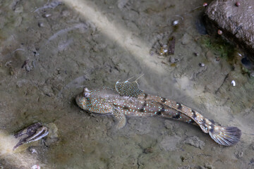 Mudskipper It is a fish that can live on land, fresh water, brackish water, and salt water. It can only be found in mangrove forests that are flooded. It is unique to the mangrove forest.
