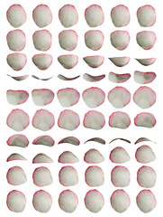 White and reddish Rose Petal 3d Rotation Sequence with Transparency
