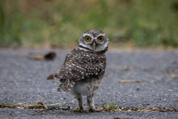 Spotted owlet (Athene brama) It is a type of bird of prey such as an owl. that can be found in Thailand