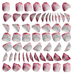 Purple Rose Petal 3d Rotation Sequence with Transparency