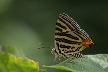 Club Silverline (Spindasis syama) Silver striped butterfly It is a butterfly in the blue butterfly family. It is small, when viewed on the flower, about the size of a thumb nail.