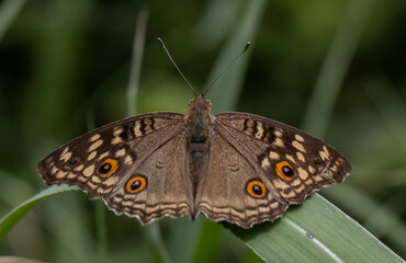The Lemon Pansy  (Junonia lemonias) Male and female butterflies have brown wings, orange eye spots,...
