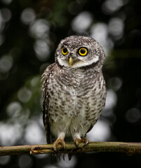 Spotted owlet (Athene brama) on the branch tree Animal portrait.