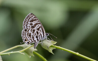 Castalius rosimon rosimon It is a macro photo shoot.