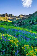 American Basin Wildflowers