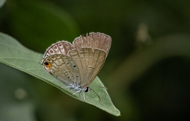 The Peablue Lampides boeticus  (Linnaeus,1767) on the green leaf macro shot.