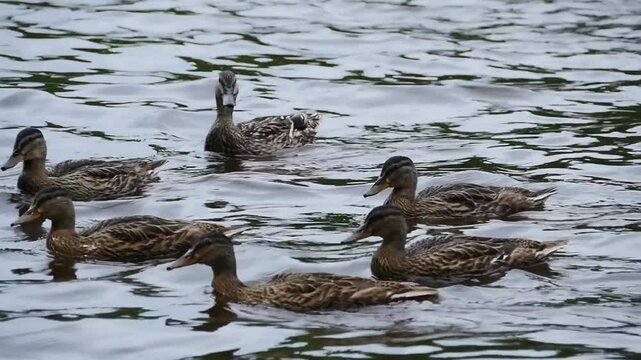 wild mallard ducks swimming in the river