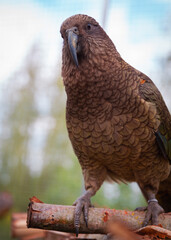 Close-up portrait Kea parrot looking in camera sitting outdoor