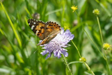 Painted Lady (Vanessa Cardui) Butterfly sitting on a small scabious in Zurich, Switzerland