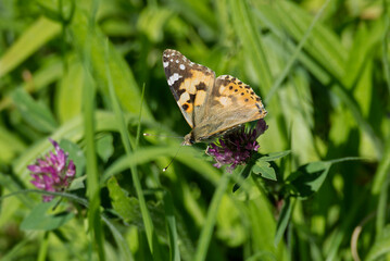 Painted Lady (Vanessa Cardui) Butterfly perched on pink flower in Zurich, Switzerland