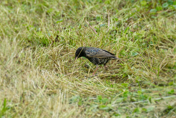 Common starling (Sturnus vulgaris) sitting in a field of grass in Zurich, Switzerland