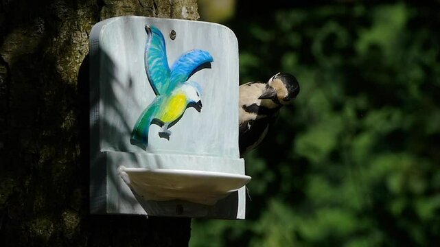 large woodpecker rises to the feeder, summer