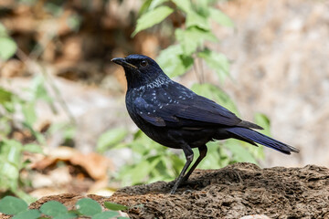 Myophonus caeruleus caeruleus It is a bird that migrates into Thailand during the winter.