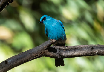 verditer flycatcher ( eumyias thalassinus) A unique bird with a bright blue color. Males have a black stripe at the corner of their eyes. Females are lighter in color.