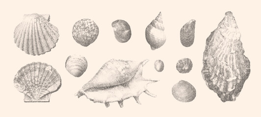 Seashells vector illustration collection. Trendy stippling photocopy effect