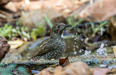 White-throated Rockthrush ( Monticola gularis) Playing in a pond in a hot day.