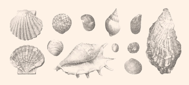 Seashells vector illustration collection. Trendy stippling photocopy effect