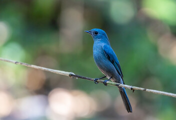 verditer flycatcher ( eumyias thalassinus) A unique bird with a bright blue color. Males have a black stripe at the corner of their eyes. Females are lighter in color.
