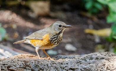 Grey-backed thrush It is a migratory bird escaping the cold weather and wandering into Thailand.