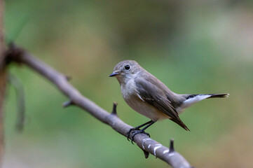 Taiga Flycatcher ( Ficedula albicilla) The mouth is black. The head and upper body are grey-brown. The tail is black. The outer pair of tail bases are white. The lower body is greyish-white.