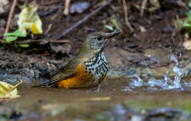 Grey-backed thrush It is a migratory bird escaping the cold weather and wandering into Thailand.