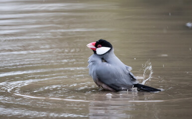 Java Sparrow on the ground.