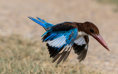 White-throated Kingfisher.