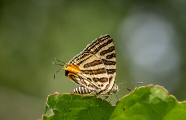 Club Silverline (Spindasis syama) Silver striped butterfly It is a butterfly in the blue butterfly family. It is small, when viewed on the flower, about the size of a thumb nail.