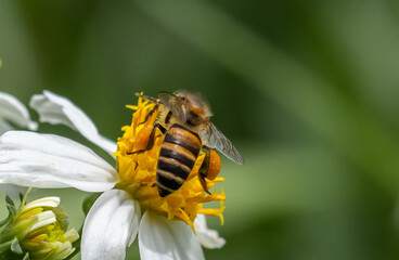 Bee on flower Macro Shot in garden.