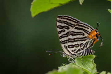 Spindasis syama terana (Club Silverline) on the green leaf macro shot.