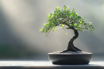 A miniature bonsai tree, carefully cultivated, symbolizes patience, serenity, and the beauty of nature's miniature.