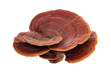 A close up shot of a ganoderma lucidum mushroom with a brown and reddish color against a black background on transparent background