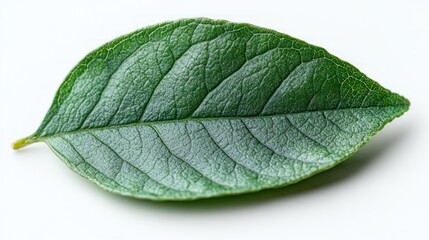 Obraz premium Vibrant Green Leaf Close-Up Photography
