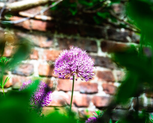 Allium Flowers, Northumberland, springtime, May 2025