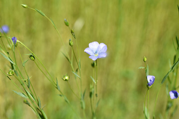 Detail of blue flax in bloom in the field in France