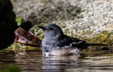 Oriental magpie robin. 