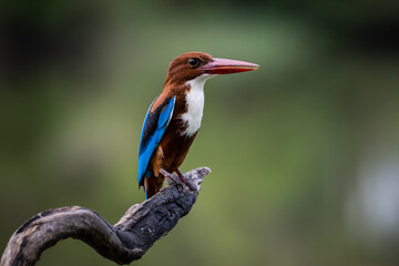 White-throated Kingfisher on the branch.