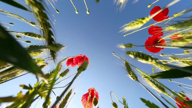 Crescit&agrave; spontanea di papaveri  in un campo agricolo
