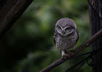 Spotted owlet (Athene brama) It is a type of bird of prey such as an owl. that can be found in Thailand