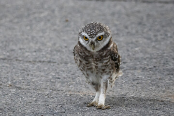Spotted owlet (Athene brama) It is a type of bird of prey such as an owl. that can be found in Thailand