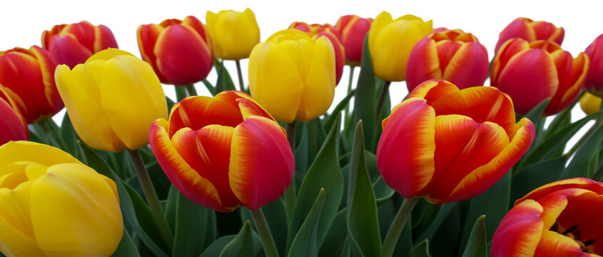 Vibrant yellow and red tulips spring flowers bouquet