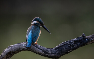 Common kingfisher on the branch.