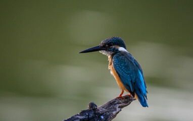 Common kingfisher on the branch.
