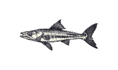 Barracuda Swimming Forward, Vintage Ocean Predator Illustration, Black Sketch Print, Scientific Marine Life Etching, Old Engraving Style, Trendy, Sea Creature Drawing