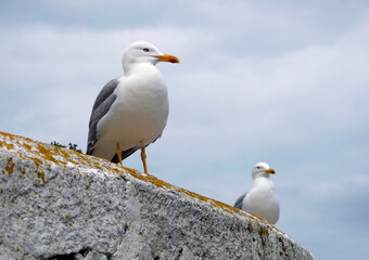 Getting close to a seagull in Galicia, Spain
