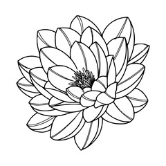 lotus flower outline